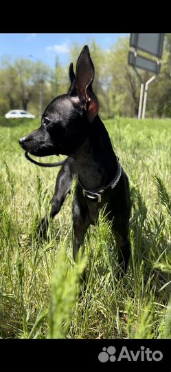 Вязка той-терьер