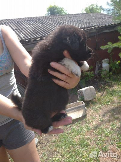 Отдам бесплатно щенки