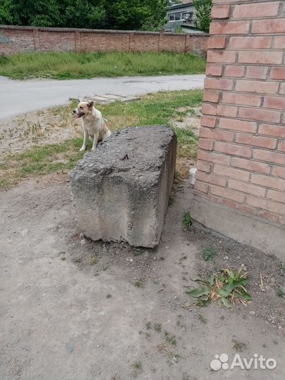 Собака в добрые руки