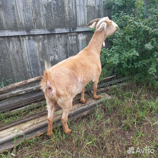 Продам козу