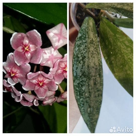 Продам укорённые черенки Хойя