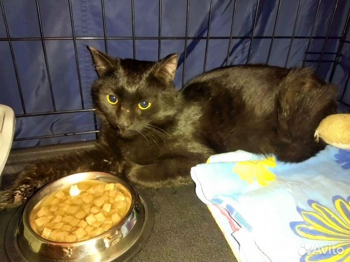 Шикарный черныш