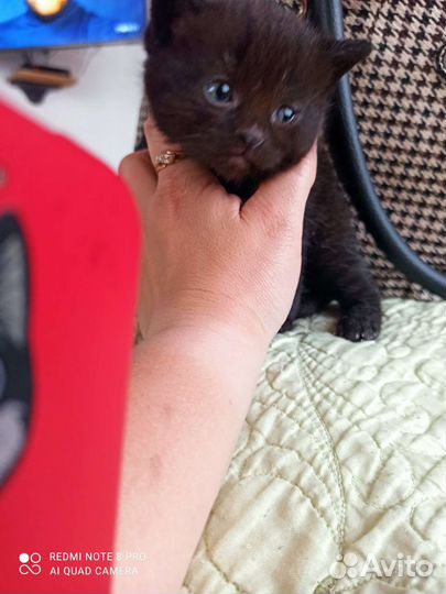 Котики бесплатно