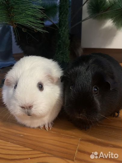 Морские свинки