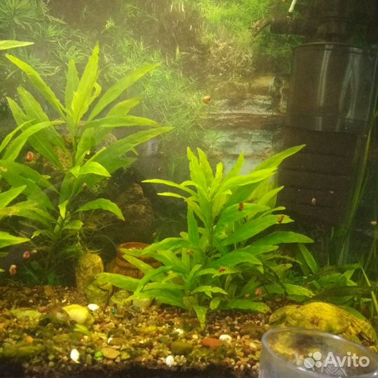 Аквариумное растение