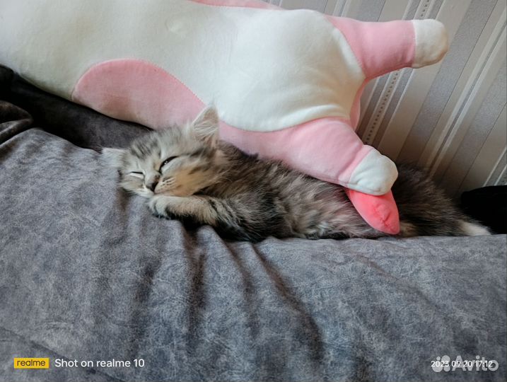 Кошки бесплатно