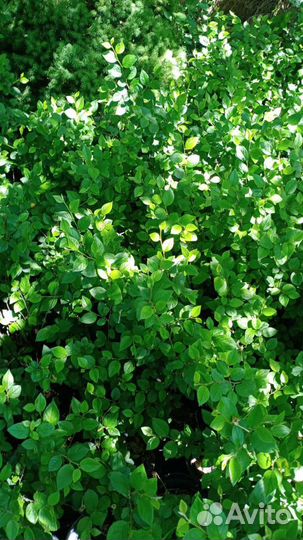 Кизильник блестящий, Cotoneaster lucidus