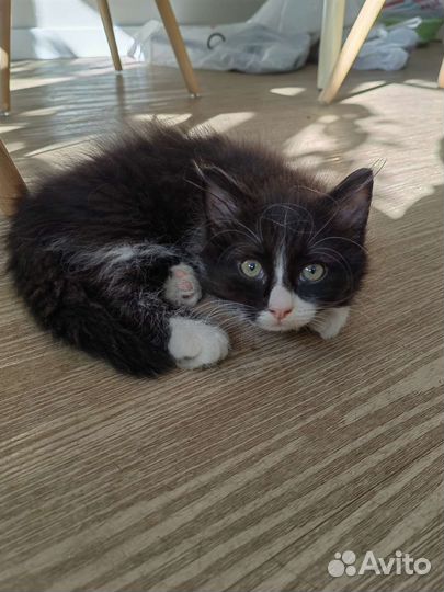 Котята в добрые руки бесплатно