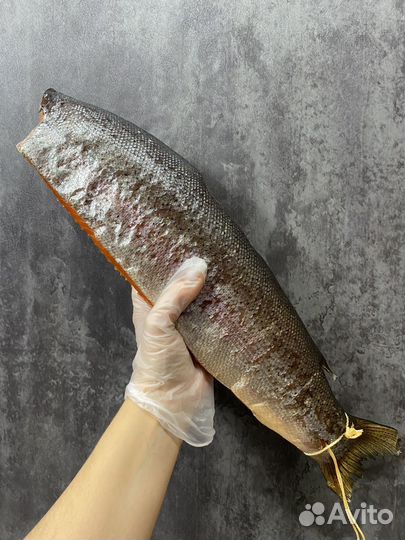 Форель балык Х/К