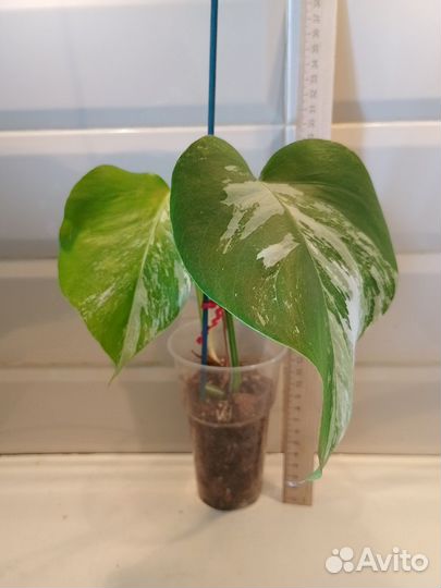 Монстера Альба