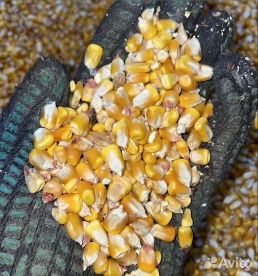 Кормовая кукуруза, Рожь озимая на корм/посев