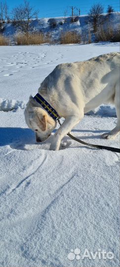 Кобель лабрадора вязка