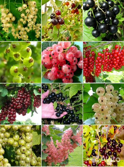 Смородина всех цветов, саженцы зкс