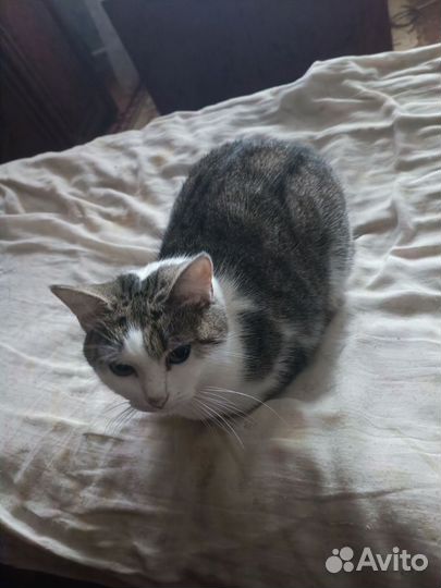 Котики и кошечки в добрые руки