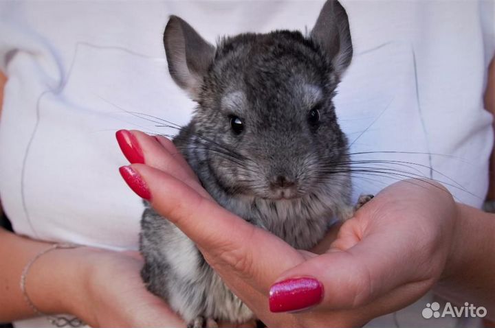 Отдам шиншилл