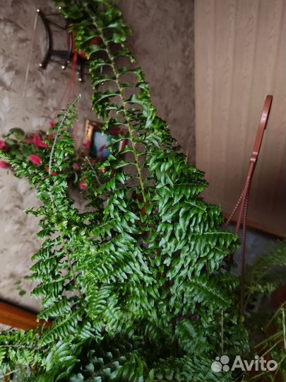 Папоротник