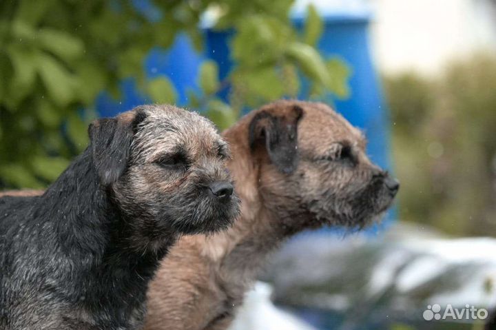 Щенки бордер терьера