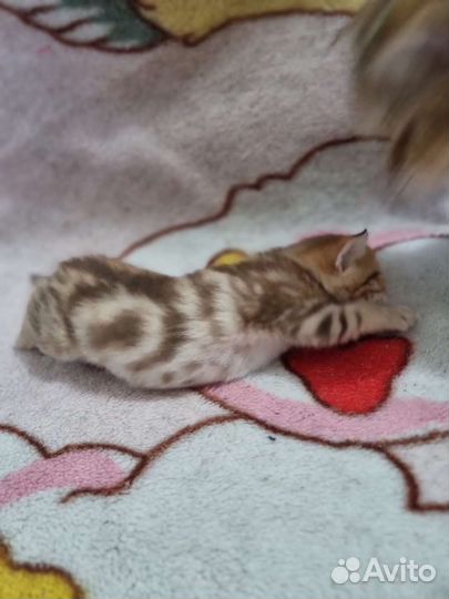 Шотландские котята