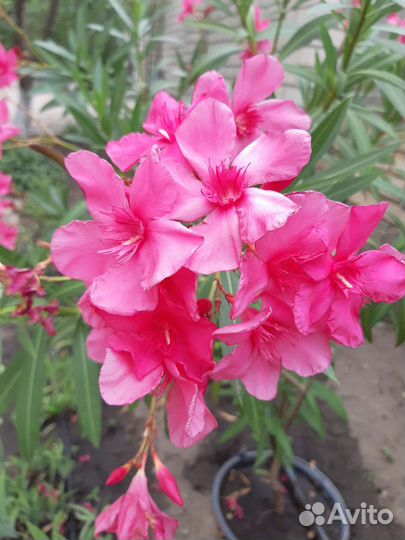 Олеандр розовый