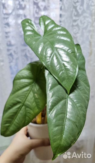 Алоказия Коразон