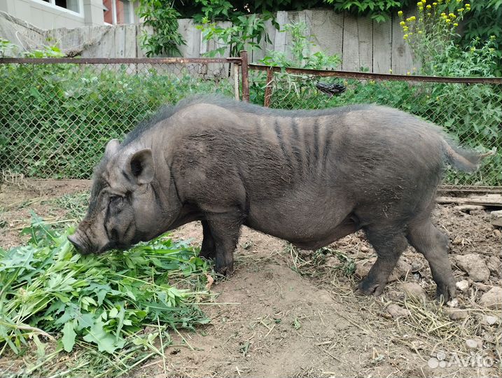Вьетнамский хряк