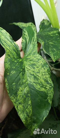 Сингониумы сортовые