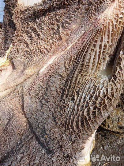 Мясо для животных