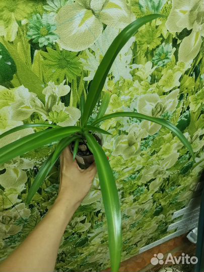 Хлорофитум