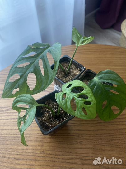 Монстера манки