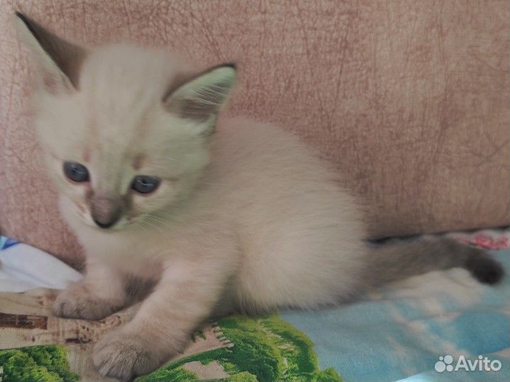 Тайские котята