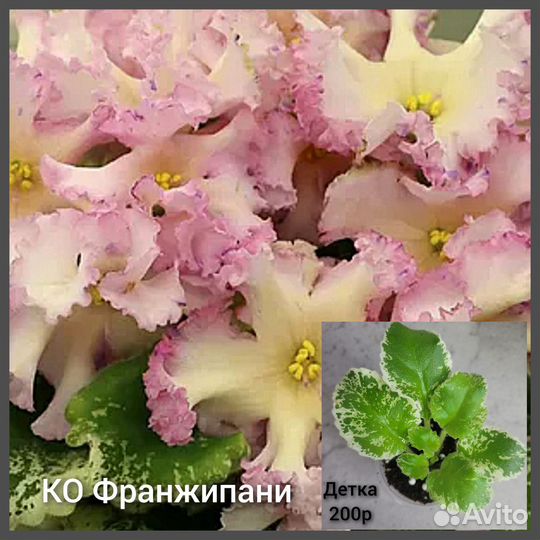 Фиалка детки