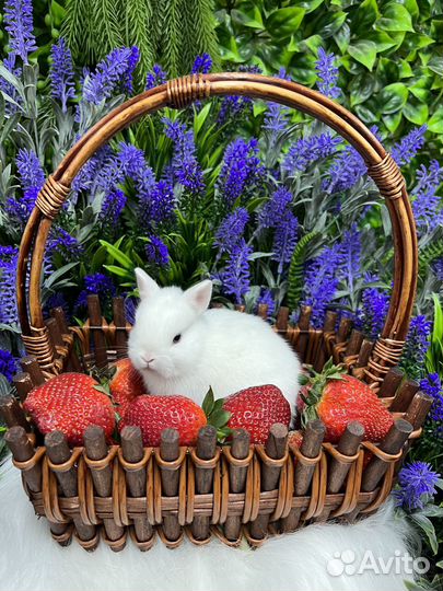 Кролики элитные карлики