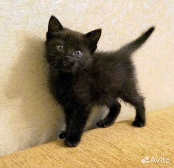 Котенку нужна передержка долгосрочная