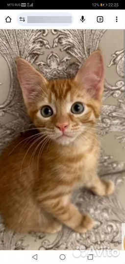 Супер Крысоловы