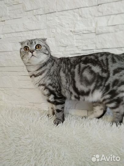 Шотландская