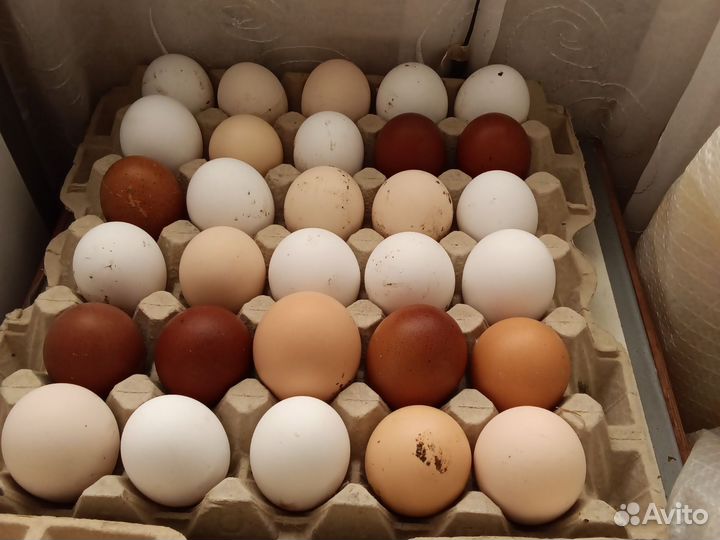 Домашние куриные яйца