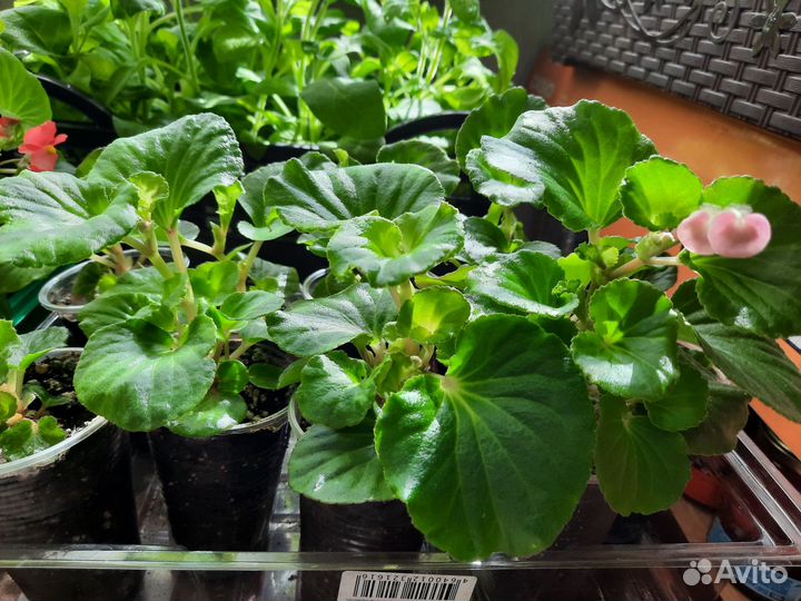 Бегония вечноцветущая розовая