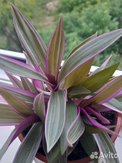 Рео и другие комнатные растения