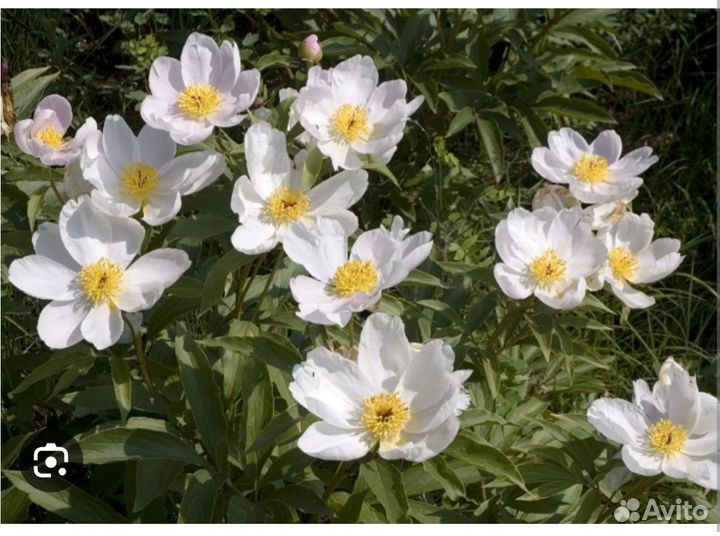 Марьин корень (пион)