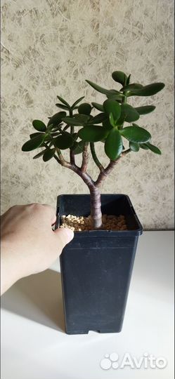 Суккуленты