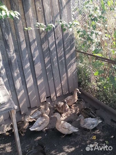 Подсадные утки