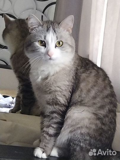Кот домашний