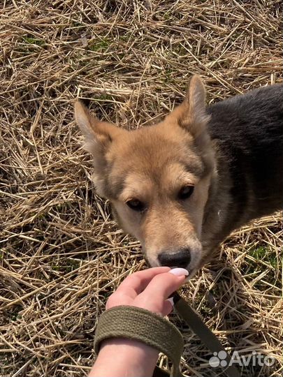 Щенок в добрые руки