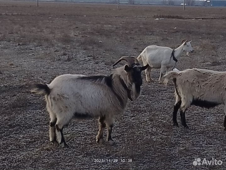 Продается козёл альпийский