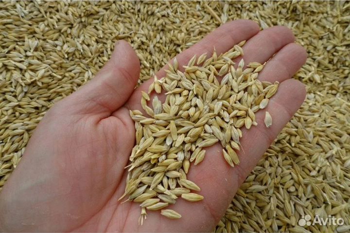 Зерно ячмень