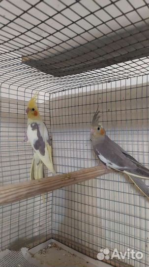 Попугай корелла
