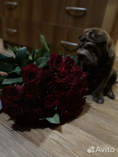 Собака шарпей