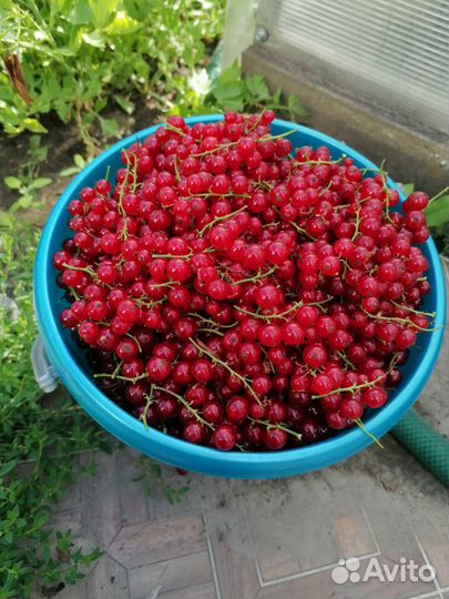 Смородина красная 2л-200р, 7л-700р