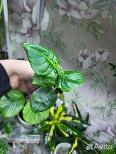 Диффенбахия Рефлектор Tiki Камилла