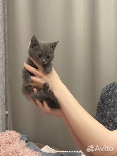 Британские котята